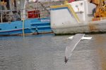 Port de plaisance de Dunkerque : Mouette