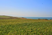 Champ de Betteraves au Cap Gris-Nez- (c) aeap