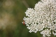 Flore à proximité de la mare des Périseaux- (c) aeap