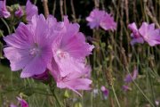 Flore à proximité de la mare des Périseaux- (c) aeap