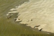 Phoques en baie de somme