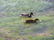 Couple de Canards sur l'Authie à Doullens- (c) aeap