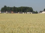 Champ de blé et habitations- (c) aeap