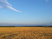 Champs de blé à Estrée-Blanche- (c) aeap