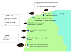 Secteurs et productions mytilicoles moyennes annuelles en Hauts-de-France